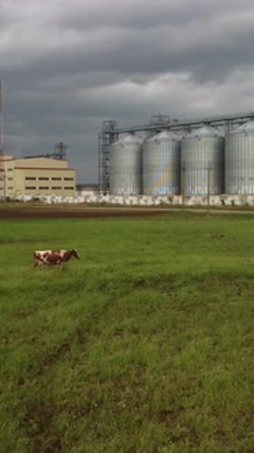 Kuh im grünen Feld in der Nähe von Getreideaufzug Metall-Getreidesilo in der landwirtschaftlichen Zone Landwirtschaft Lagerung für