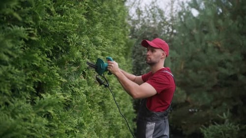 Gardener Starting Electric Hedge Trimmer Near Thuja Hedge