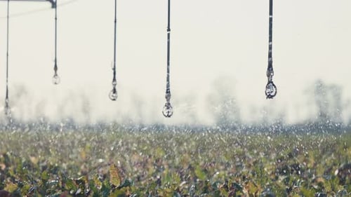 Agricultural Irrigation System Watering Crops on Sunny Day