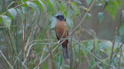 Birds of Nepal.