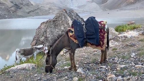 Domestics Donkeys in Steppe of the Central Asia