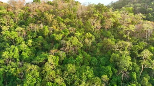 Majestic tropical forest on towering mountains by aerial view drone.