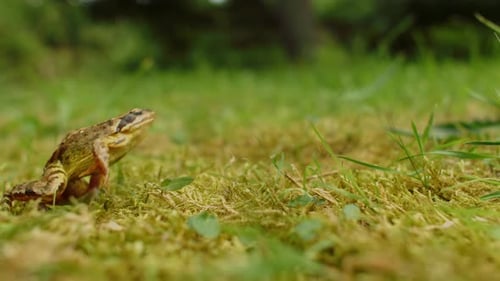 Leaping frog in grassy field