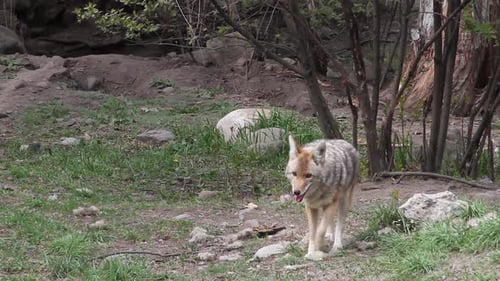 Colourful Canadian coyote adult poses and walks near hiking trail