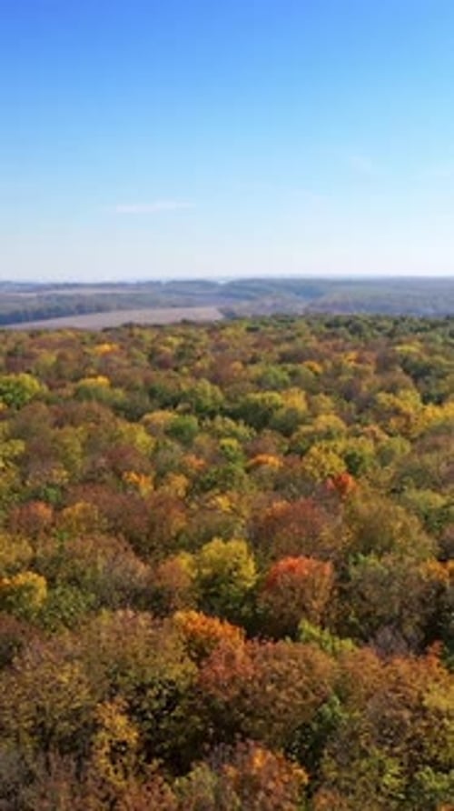 Beautiful autumn forest. Vertical video