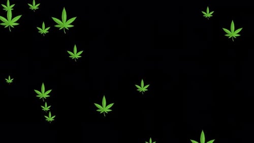 Falling leaves of marihuana over alpha channel. Rain of cannabis. Leaves of marihuana background.