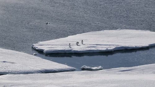 Penguins Standing on an Iceberg in Winter