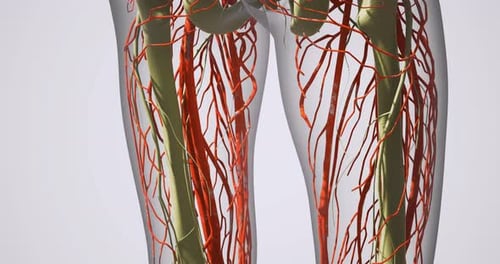 Detailed View of Leg Blood Vessels Structure and Function