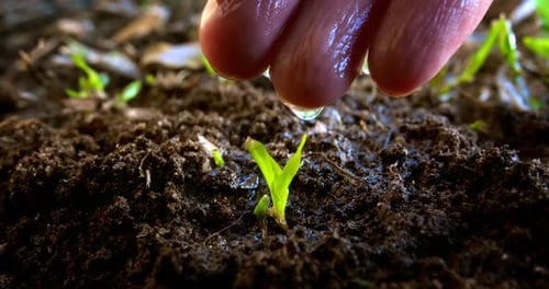 Hand Watering Young Seedling in Soil