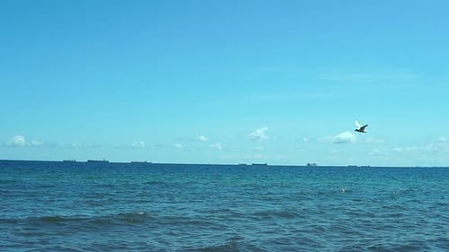 Slow motion, Birds fly along the sea shore, with a view of the beautiful sky and the dark sea with s