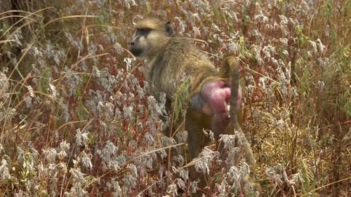 Baboon in Kenyan Savanna