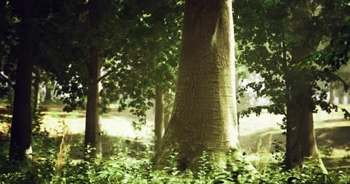 Majestic Trees Standing Tall in a Serene Forest Under Gentle Sunlight