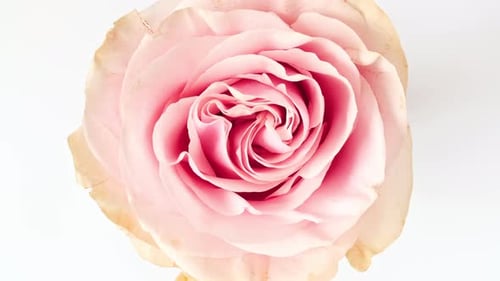 Close Up of Pink Rose Blooming on White Background