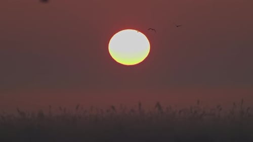 Wide shot of birds flying silhouetted against the rising run over a wetlands