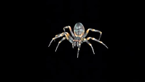 Spider Attack