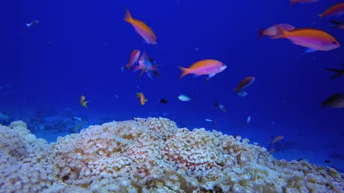 Reef Coral Scene
