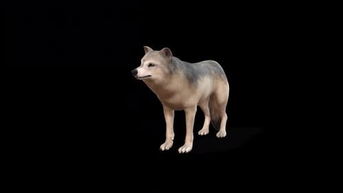 Realistic 3D Wolf Model Standing Animation