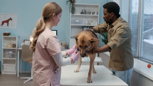 Female Vet Checking Bandaged Paw of Dog in Clinic