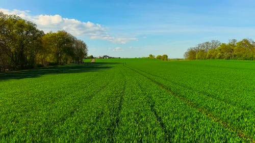 Growing Green Wheat Field Under Blue Sky Spreading Healthy Cereal Plants Across Open Countryside