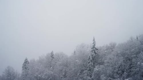 Ciel d'hiver couvert et arbres couverts de neige