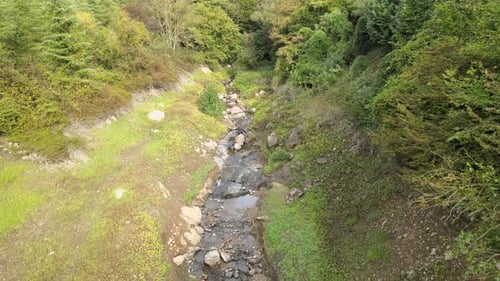 dry river forest