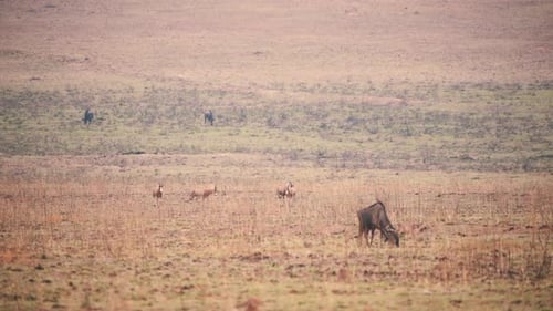 Blesbock-Antilopen hüpfen auf grasenden Gnus, afrikanische Savanne.