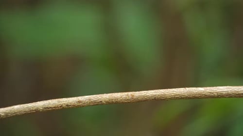 a Blue-eared kingfisher bird was seen gliding from a branch to catch fish and then returning to the