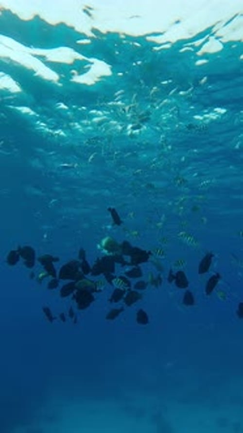 school of colorful tropical fish of different species swimming and feeding below surface