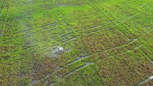 Un Zumbido de fumigación de cultivos sobrevuela el campo, rociando cultivos de arroz y maíz