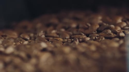 Close Up of Roasted Coffee Beans