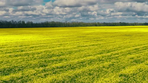 Blooming Rapeseed Field on a Sunny Day Flying Above Stunning Yellow Rape Fields in Spring Aerial