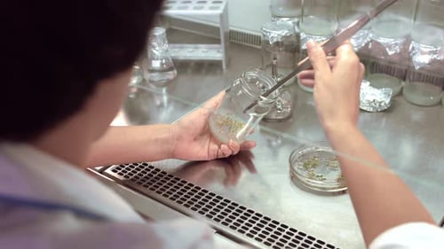 Scientist examining plant samples in laboratory with tweezers