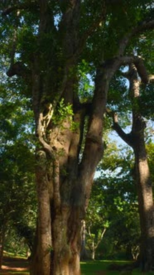 Wunderschöne Bäume im Tropenpark an einem sonnigen Tag Action Baumstämme im tropischen grünen Park an einem sonnigen Tag