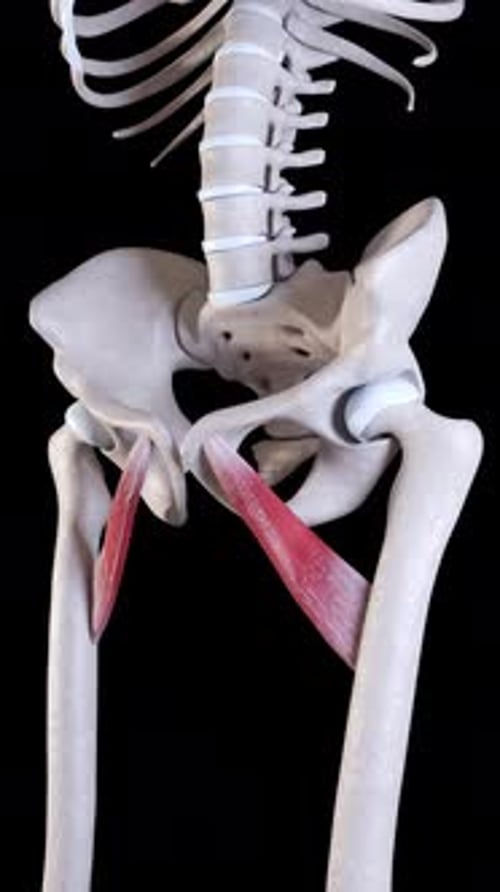 Adductor Brevis Muscle Movement Vertical Video