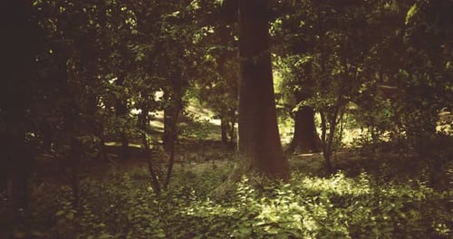 Sunlight Filters Through Dense Trees in a Peaceful Forest Setting
