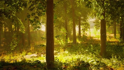 A Lush and Vibrant Forest Filled with a Dense Canopy of Green Trees