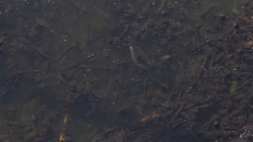 Eine Ansammlung frisch geschlüpfter Grasfroschkaulquappen, Rana temporaria. März. Vereinigtes Königreich