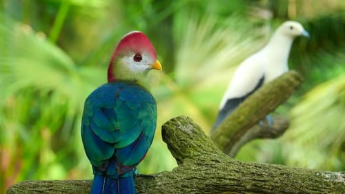RedCrested Turaco Green Bird with Red Head in Nature Habitat