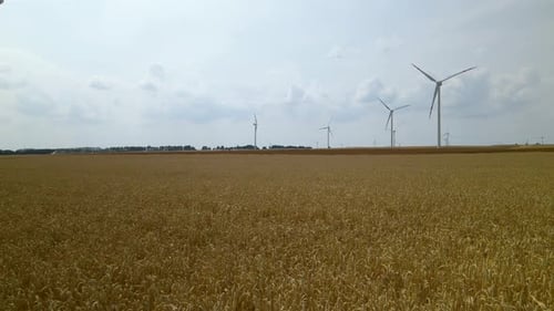 Low aerial of wind turbines across a yellow wheat field Zwartowo Pomerania, Poland
