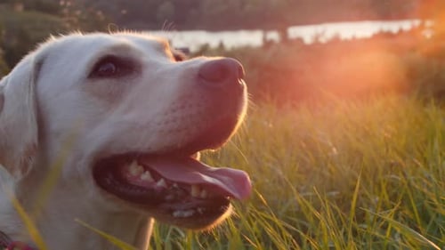 Labrador on Green Grass During Sunset