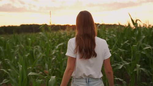 Rear View of a Woman in a White Tshirt Walking Through a Cornfield