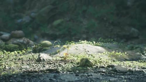 Des plantes luxuriantes prospèrent sur les terrains rocheux de la nature sauvage de Madagascar