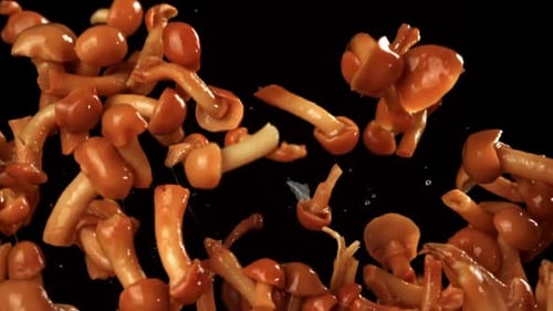 Honey Fungus Mushrooms Floating on a Black Background