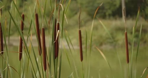 Broadleaf cattail (Typha latifolia) or bulrush, beside water pond on sunny day