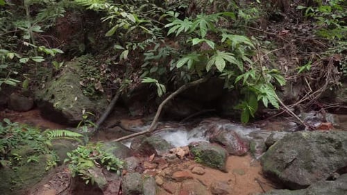 Mountain stream river flowing in rainforest. Creek flow in deep woods among stones. Cascades of wate