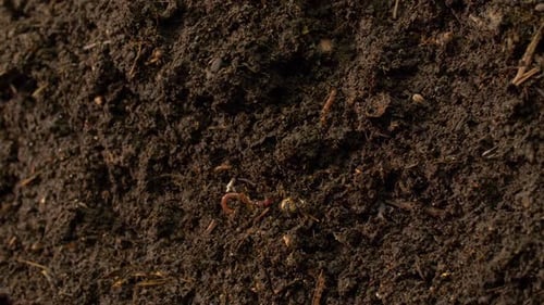 Soil Biology with Earthworms and Organic Debris
