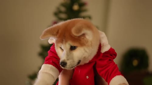 Akita Puppy Dressed as Santa Held Indoors