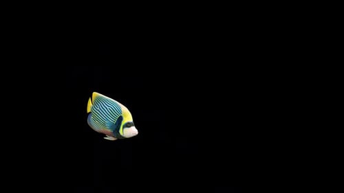 Seamless Loop Animation of Colorful Tropical Fish