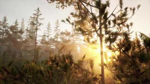 Sunset Rays Through Pine Branches