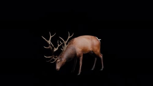 Realistic Elk Grazing and Standing Up Animated Clip